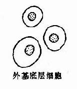 �����ƽ����״����Ƥ��������ϸ��ʾ��ͼ