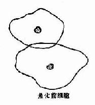 �����ƽ����״����Ƥ��������ϸ��ʾ��ͼ