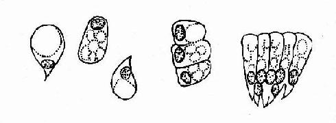 ճҺ��״��Ƥ����ϸ��ʾ��ͼ