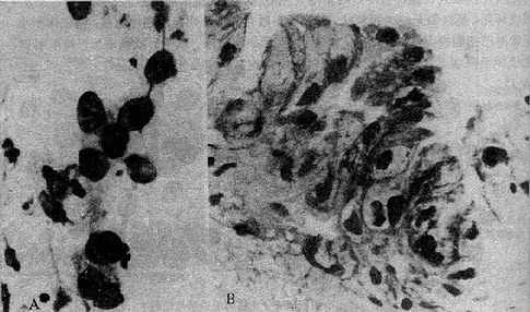 �������ƺ�ĺ�����