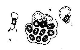 �ɶ�������������״ϸ��