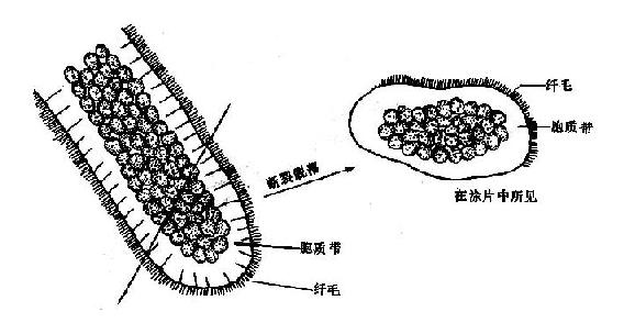 ��ͷ״�����ļٸ�����ë��״��Ƥ�������̬ʾ��ͼ