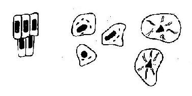 ̵ͿƬ�и���ֲ��ϸ��