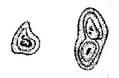 ̵ͿƬ�ڸƻ�������