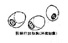 �߷ֻ���<a href=