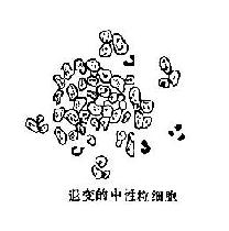 Сϸ��δ�ֻ�<a href=