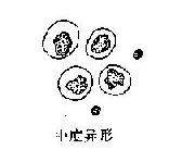 �������μ�Ƥϸ��