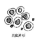 �������μ�Ƥϸ��