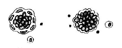 ��Ĥǻ��Һ��Сϸ������<a href=