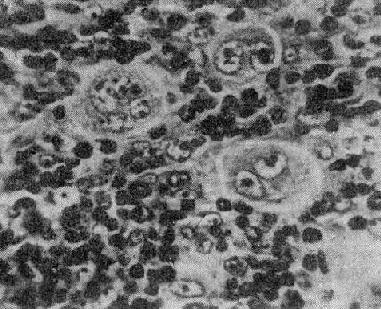 �����R��Sϸ����֯ѧͼ��