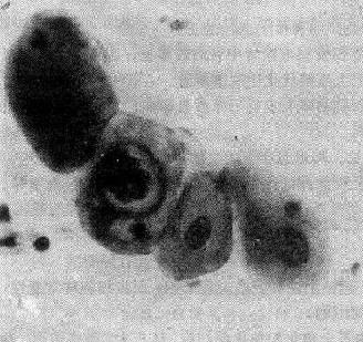 ������������İ�����Ƥϸ�����Բ���