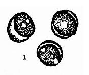 �����ܰͽᴩ��ͿƬ������ϸ��