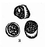 �����ܰͽᴩ��ͿƬ������ϸ��