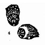 �����ܰͽᴩ��ͿƬ������ϸ��