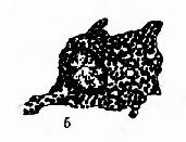 �����ܰͽᴩ��ͿƬ������ϸ��