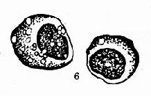 �����ܰͽᴩ��ͿƬ������ϸ��