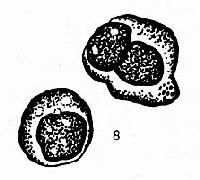 �����ܰͽᴩ��ͿƬ������ϸ��