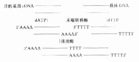 鷽֮һ