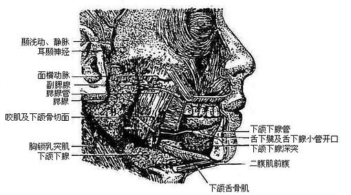 Һ٣ң