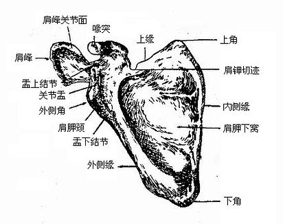 ���ιǣ�ǰ�棩