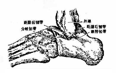 ��С�ȹؽ����ƹǼ�ؽڼ����ʹ�������棩