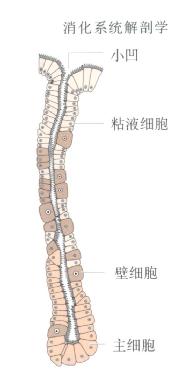θ