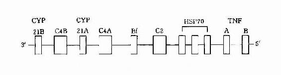 HLA-��������ṹʾ��ͼ