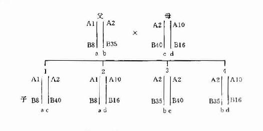 HLA �������Ŵ�ʾ��ͼ