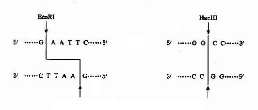 ����ø�������иʽ