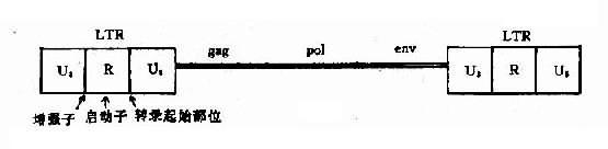 Mo-MLV�ṹʾ��ͼ