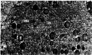 С������ϸ���羵�� 