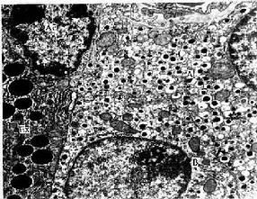  �ȵ�����ϸ��