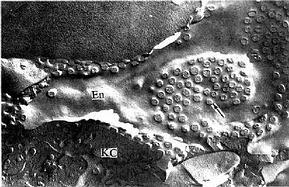  ������䶳ʴ�̸��͵羵��