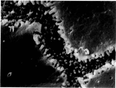 ������䶳���ɨ��羵��ʾ��С�� 